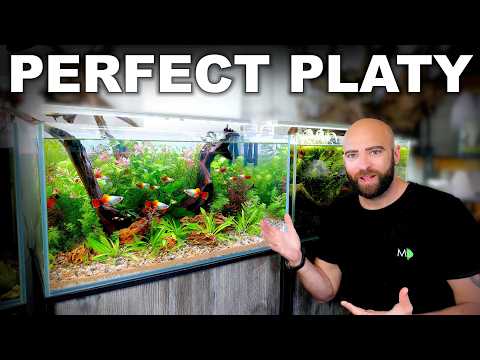 Building the Perfect Platy Tank