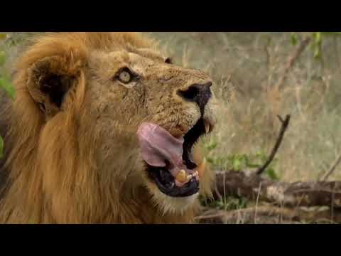 safarilive jan 27 2018  - lion takes 2 kills out of a tree