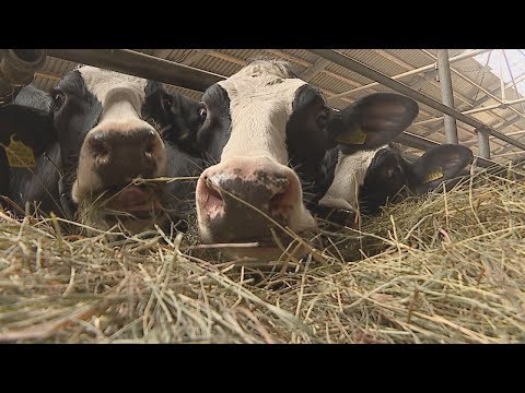 В совхозе-комбинате «Заря» Мозырского района впервые на Гомельщине надоили 10 тонн молока на корову видео