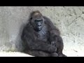 Mylo The Cat Goes To The Zoo