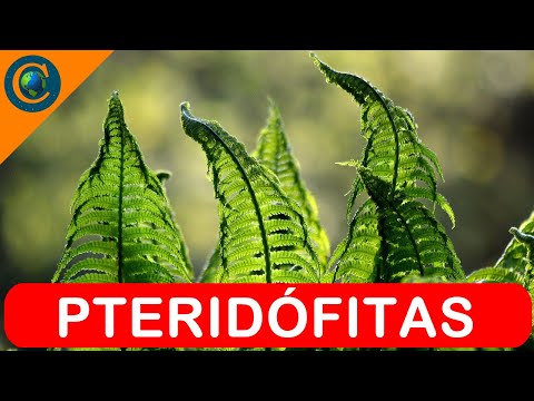 BOTÂNICA - PLANTA PTERIDÓFITA