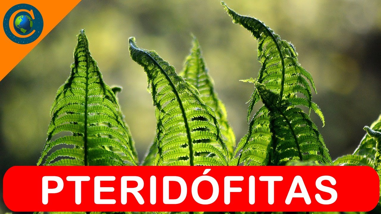 BOTÂNICA - PLANTA PTERIDÓFITA