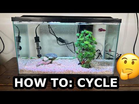 How to Cycle a Betta Fish Tank