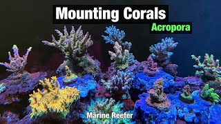 Mounting Acropora Corals in My Reef Tank | How I make my bases.