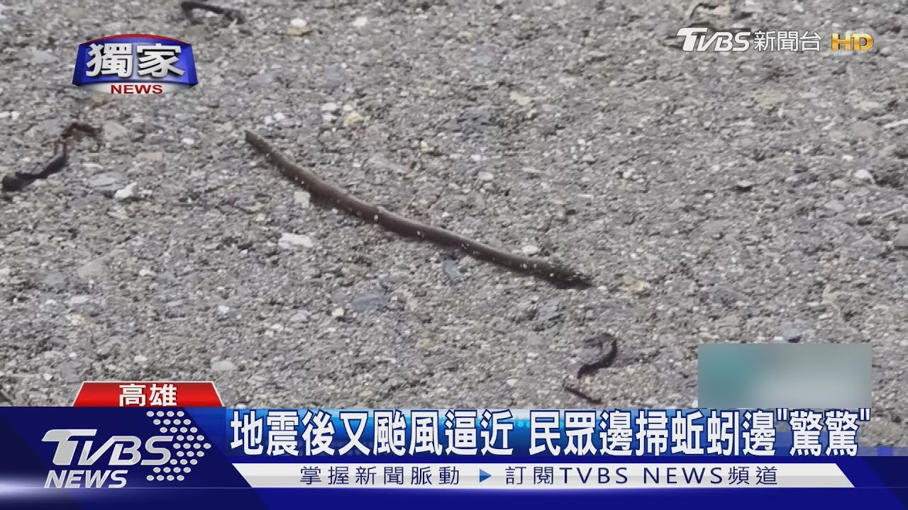獨/密集恐懼慎入! 地震又颱風逼近 蚯蚓大軍出沒民眾驚驚