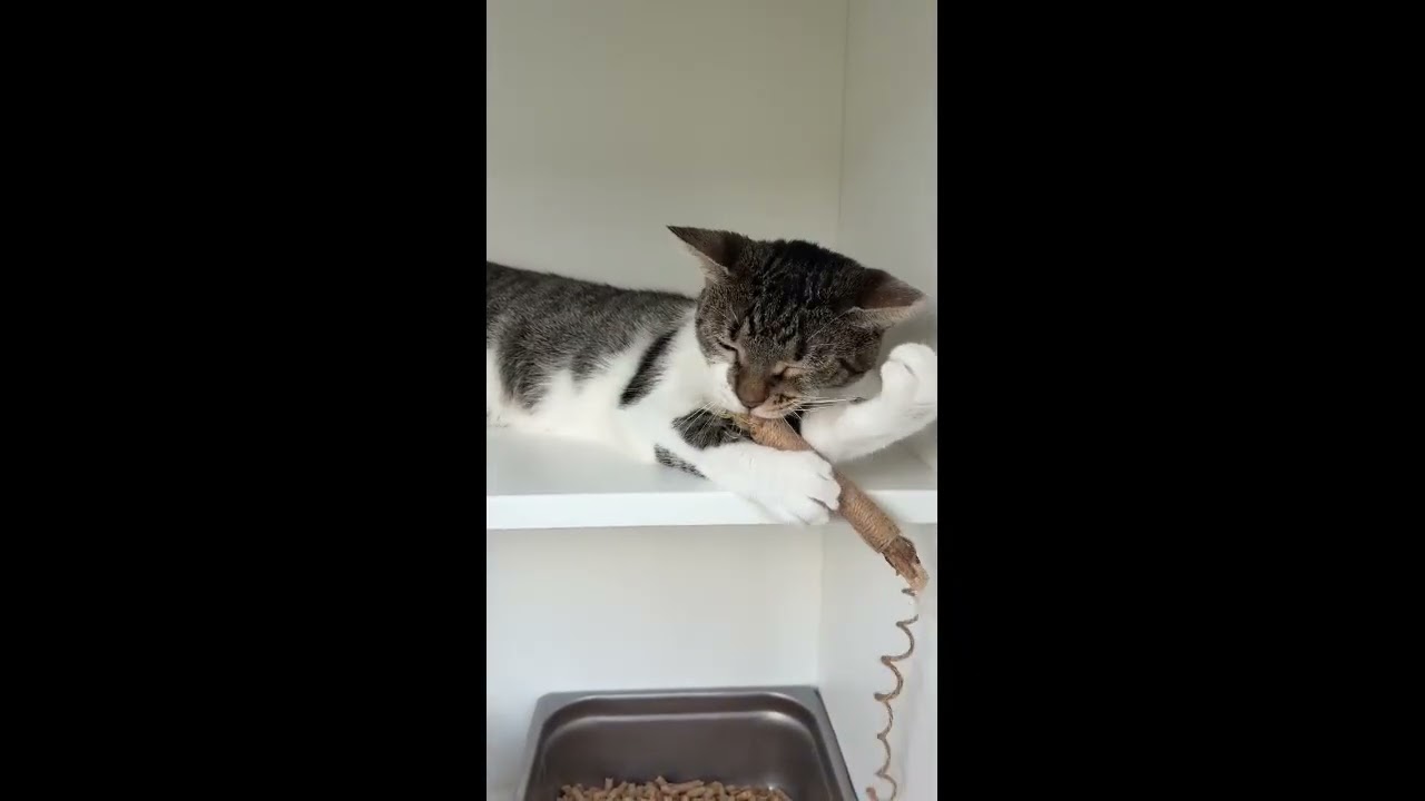 Keety, a Adoptable mixed breed in New Orleans, LA video 6/6