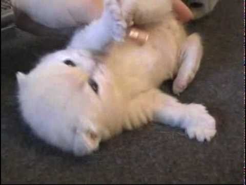 Kuld 5 født 2008 - 1 creme killing (+ pleje killing)