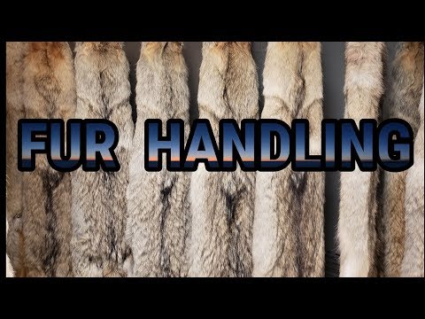 FUR HANDLING COYOTE PELT