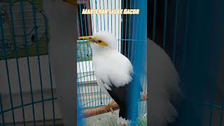 Download lagu Jalak Putih Gacor Nembak mp3