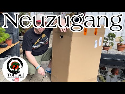 Neuzugang Hainbuche Bonsai 23/23