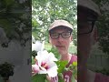 Healing power of Rose of Sharon #folkmagic #gardening #pennsylvaniadutch #powwow