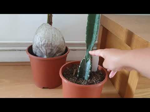 , title : 'HOW TO CARE FOR YOUR CEREUS PERUVIANUS (PERUVIAN CACTUS): Growing, Watering & Propagation