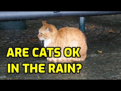 Where Do Cats Go When It Rains? (7 Places)
