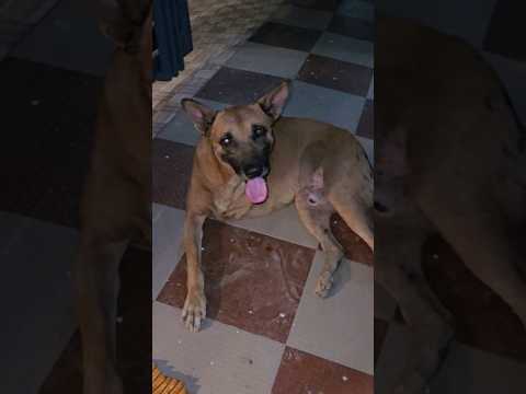 Emotional 😓, 3 पैर वाला डॉग 🥰 #shortsfeed #shorts #dog #love