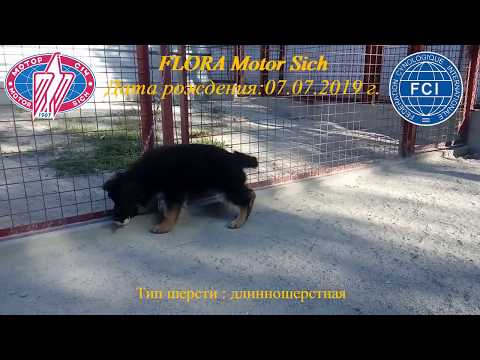 FLORA Motor Sich щенок немецкой овчарки(german shepherd puppy)