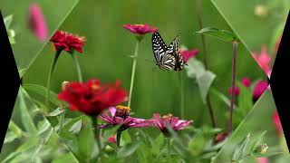 Jennifer Lopez - Theme From Mahogany(Do You Know Where You`re Going To)