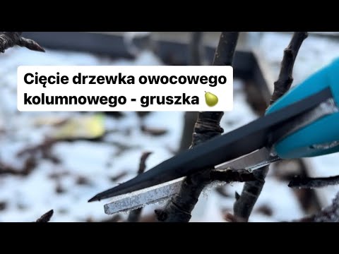 Pruning a columnar fruit tree - pear ☝️