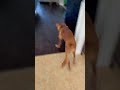 PUPPY ZOOMIES ️ Puppy Funnydogs Narvey Ducktoller