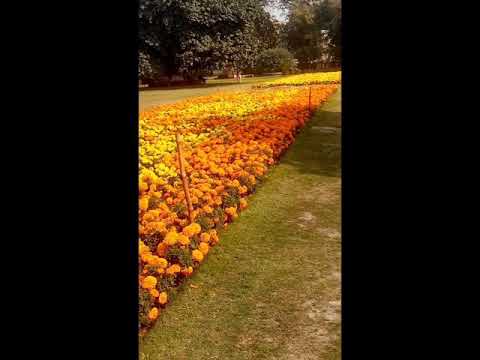 Flowers beautiful subhaan Allah d groung fsd Naat Ali Mola Ali Mola