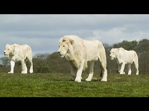 Lion Documentary National Geographic  SACRED LIONS WHITE LIONS Special HD 2016