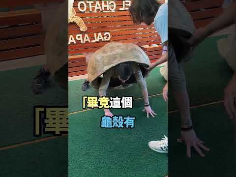 烏龜的速度太慢，實際上是龜殼太重！@ryannursetravel