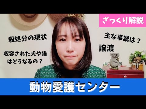 国際関係学科 【動物愛護センターとは？】千葉県の動物愛護の現状を解説します
