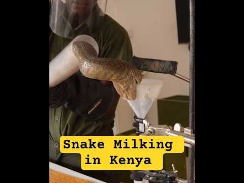 Cobra Venom Milking Close Up #snake