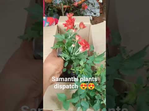 Button panneer and samanthi plants dispatch😍😍🥰 #flowers #nature #samanthi