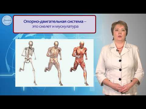 Системы органов в организме. Уровни организации организма