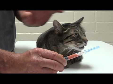 Cat with FIP, Hard Time Breathing