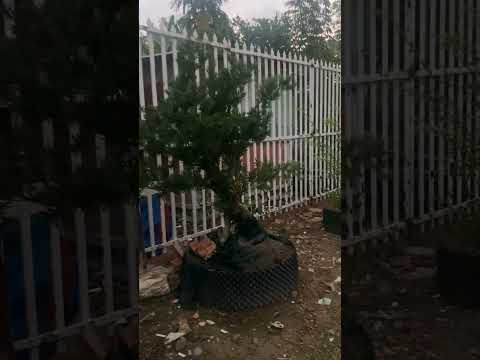 ngày 24 tháng 5, 2023