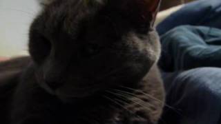 Lambert Kitties in Bed