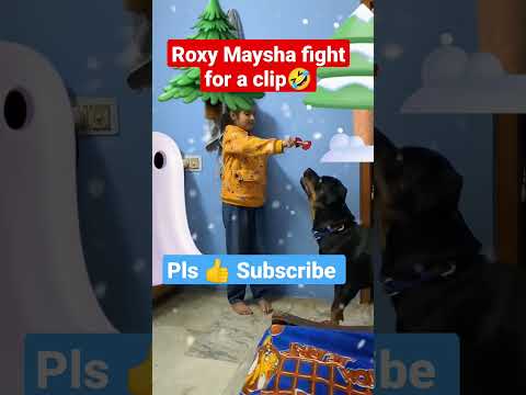 #rottweiler attack for a hair clip😂 usual Maysha Roxy fight #dog #doglover #shorts #funny#bhoot#cow