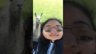 Me and my llama ☕️