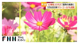 東京ドイツ村の“ど根性コスモス”復興の象徴に　相次ぐ豪雨で遊歩道の陥没や土砂崩れなど被害（2026年10月25日）