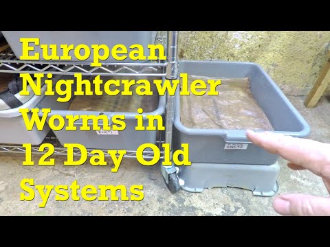 1st visit with 12-day ENC worm bins & a quick check on bating of stragglers - vermicompost