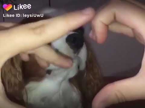 SAMANTHA SI TE INTERESA