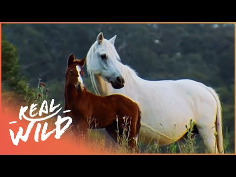 , title : 'Australia's Wild Horses And Their Remarkable Story Of Survival | Horse: In The Wild | Real Wild'