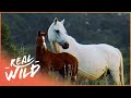Australia S Wild Horses And Their Remarkable Story Of Survival Horse In The Wild Real Wild
