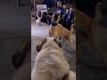 Kangal Vs Alabai Dog Fight Alabai Dog Fight Kangal Dog Fight Shorts Kangal Alabai