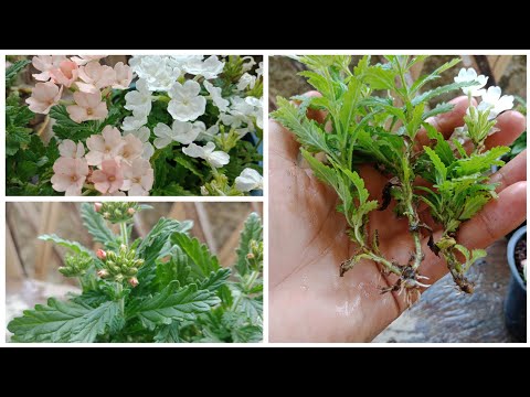 Growing Verbena Flowers, How To Grow Verbena Flower From Cuttings