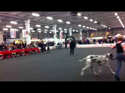 expo cinofila internazionale di erba 14/12/2014 1^ gara di un giovane pastore dell'asia centrale