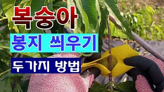 [텃밭농부 1,532]  복숭아 봉지 씌우는 2가지 방법 소개 #복숭아재배