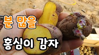 속노란 홍심이 감자! 씨감자 자르기