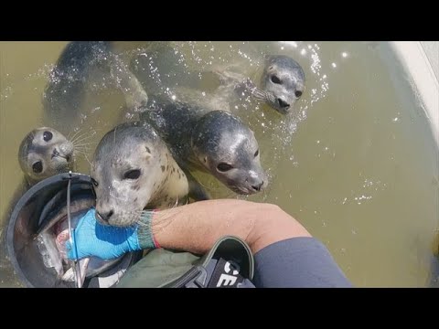 1 Tag auf der Seehundstation - So werden zurückgelassene Jungtiere wieder fit | Galileo