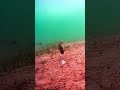 Video Thumbnail for Rainbow trout #fishing #icefishing #shorts #fyp