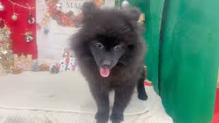 ポメラニアンの動画02