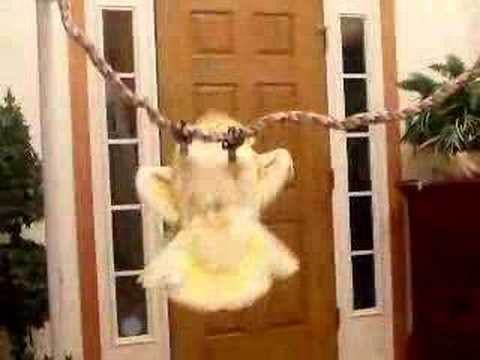 Talking Bird Cockatoo, Acting Crazy…as usual!