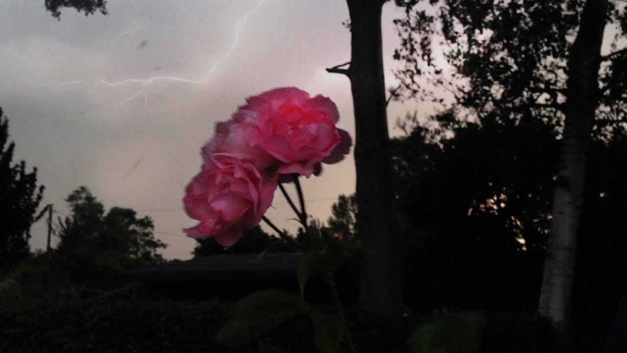 Inflorescence | Trailer | Berlinale 2020