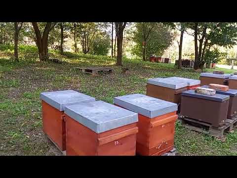 Hobi pčelarenje vs profesionalno 1.dio